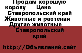 Продам хорошую корову!! › Цена ­ 50 000 - Ставропольский край Животные и растения » Другие животные   . Ставропольский край